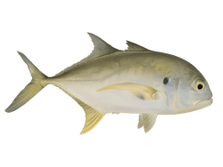Pacific Crevalle Jack
